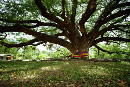 Giant Monkeypod Tree - stands firm in Kanchanaburi, Thailandの写真素材