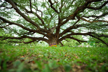 Giant Monkeypod Tree - stands firm in Kanchanaburi, Thailandの写真素材