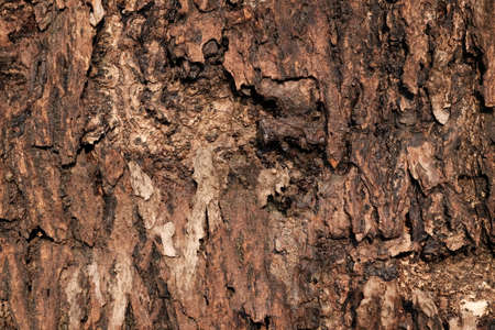 Cracked wood texture of an old treeの写真素材