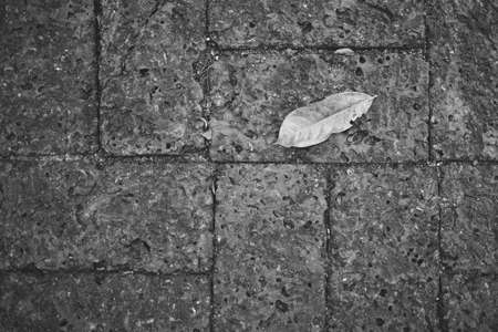 A leaf on laterite brickred flagstone, in black and whiteの写真素材