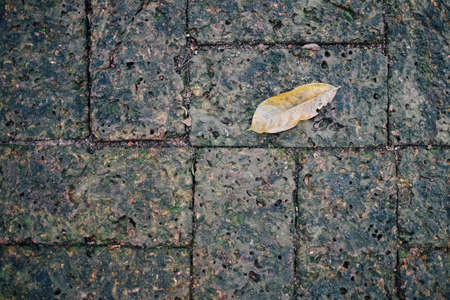 Moss and a leaf on Laterite brick red flagstoneの写真素材
