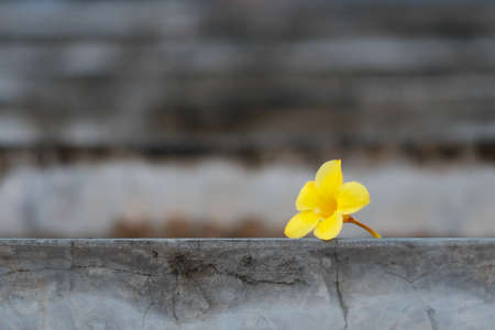 A yellow flower dropped on concrete groundの写真素材