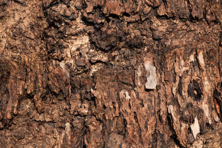 Cracked wood texture of an old treeの写真素材