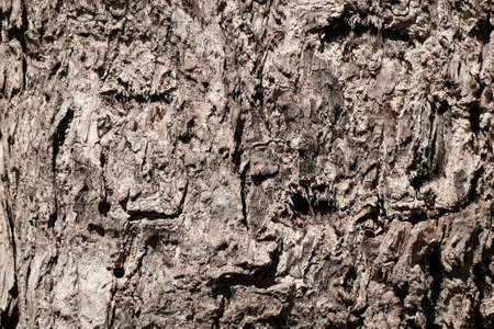 Cracked wood texture of an old treeの写真素材