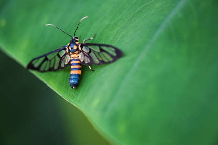 A close-up look of a tiger grass borer moth wasp moth on a leafの写真素材