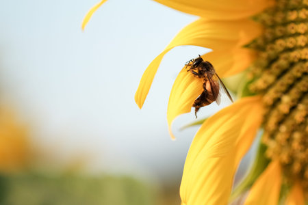 Bee catching on a sunflowerの写真素材