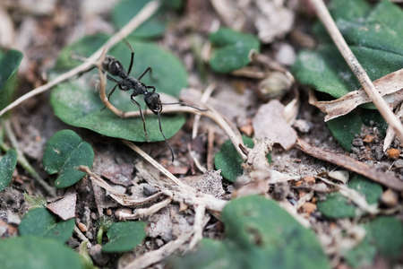 Black ant running on the forest groundの写真素材