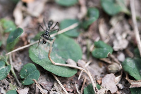 Black ant running on the forest groundの写真素材