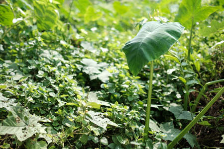 Green leaves in tropical jungleの写真素材