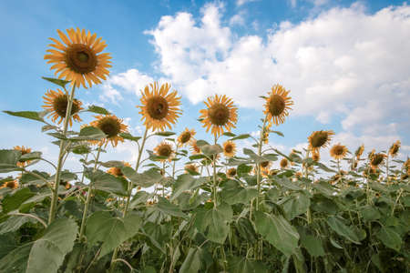 Sunflowers in the fieldの写真素材