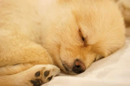 Pomeranian sleeping on the sofa, close-up image, focus on the eyeの写真素材