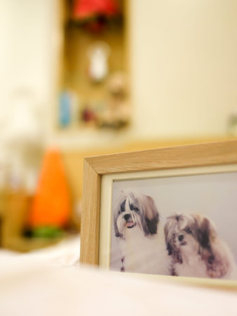 Wooden picture frame of two shih tzu dogs, focused on the face of the left dogの写真素材