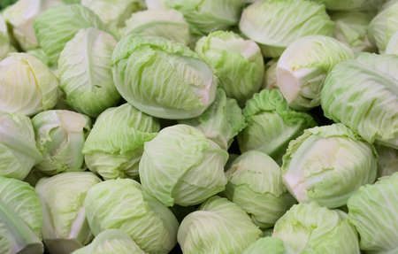 Thai cabbage background imageの写真素材
