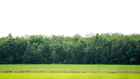 Landscape background of green field with trees, copy space on white sky background