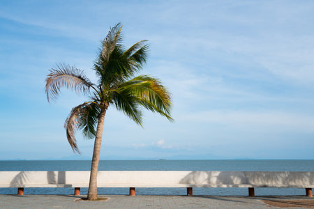 Coconut palm tree on the beach road, sea view background with copy spaceの写真素材