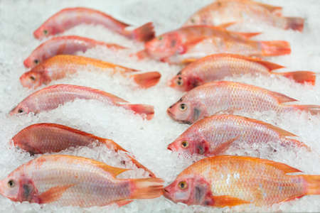 Fresh fishes on ice at market or supermarket, focused at the right one on second rowの写真素材
