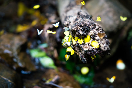 Group of colorful butterflies flying and catching around a trunk in rainforest, motion blur and...
