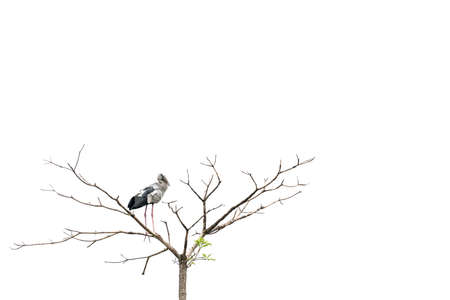 Asian openbill stork bird perched on a tree, isolated on white background with copy spaceの写真素材
