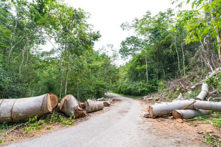 Fallen trees cut to clear path for road through tropical rainforest