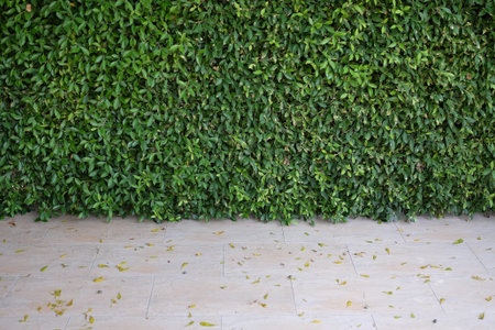 Green bush wall of leaves in garden, background texture wallpaper image