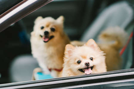 Two cute pomeranian dogs smiling on car, going for travel or outing. Pet life and family conceptの写真素材