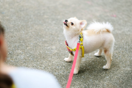 Playful short-haired Pomeranian on evening walks with owner, funny pet and family love conceptの写真素材