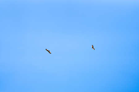 Two bald eagles flying above clear sky on sunny day. Nature or animal wildlife conceptの写真素材