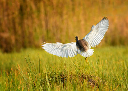 landingの写真素材