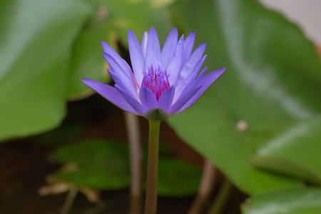 Purple Lotus  blossomの写真素材