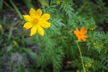 Yellow and orange cosmos flowersの写真素材