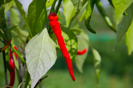 hot capsicum chile on a bush with green leaf in the gardenの写真素材
