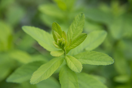small plant in a natural environmentの写真素材