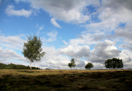 summer day meadow birch forestの写真素材