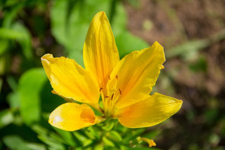 yellow lily flower in the garden beautiful bright sunny colorsの写真素材