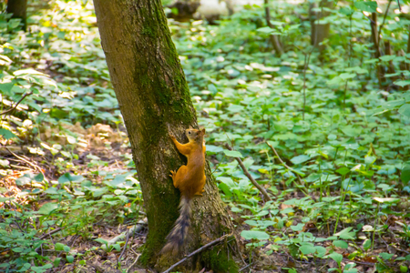 Young wary young orange squirrel with a striped tail sitting on treeの写真素材