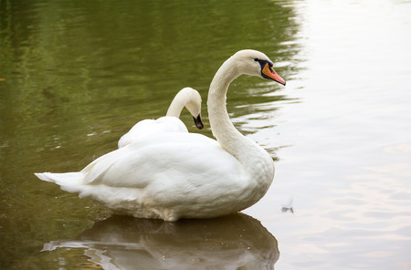 two beautiful white wild swan resting on the calm surface of the water autumn day in parkの写真素材
