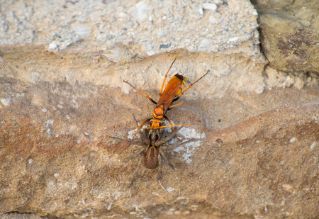 large yellow wasp wolf fighting with brown spider on a stone wall roughの写真素材
