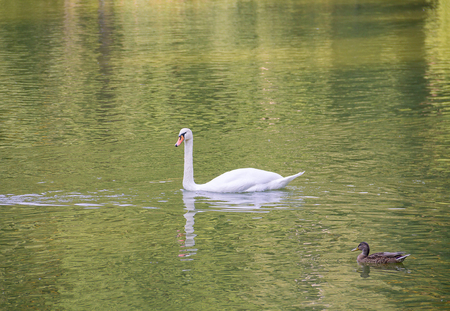 lone white swan floats craves wary brown duck pond water autumnの写真素材