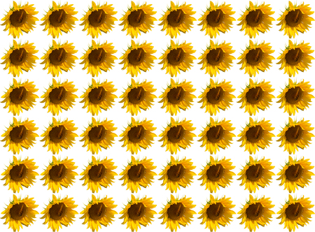 pattern flower sunflower sunny vivid white backgroundの写真素材