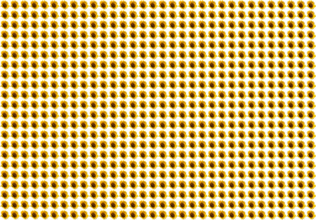 pattern of many small yellow flower head of a sunflower on a white backgroundの写真素材