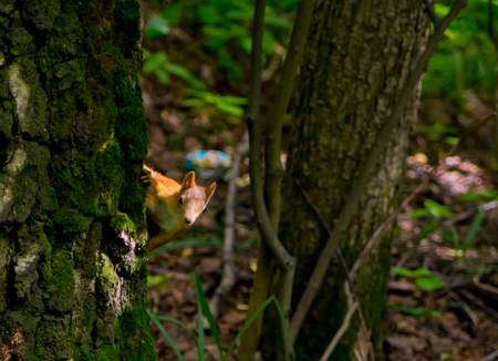 Young red-haired squirrel sneak peeks from behind a tree trunk textured brown mossy bright sunny day in the forestの写真素材