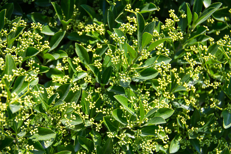 allspice with white flowers not blossoming closeup spring day in the gardenの写真素材