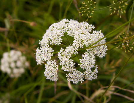 many small white flowers on a bush close-up on thin stem plants in the summer gardenの写真素材