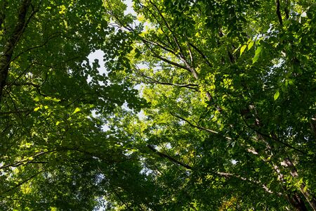 Sunlight shines through the leaves of the crown of deciduous forest on a beautiful summer day on a walkの写真素材