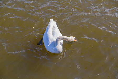Beautiful white swan swims along the river dives looking for food on a sunny afternoonの写真素材