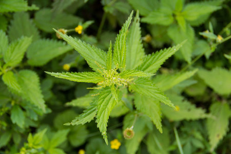 stinging nettle green grass grows on the field among the other flowers plantsの写真素材