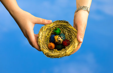 Seven dyed eggs in a small wicker nest in hands on a blue backgroundの写真素材