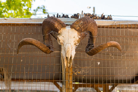 Animal white skull with horns of a ram mining on the background of an iron fenceの写真素材