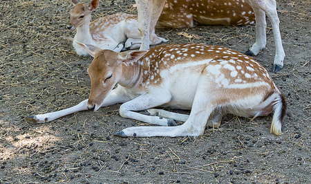 young deer in the spot sleeping on the ground the second he looks into the distance with curiosityの写真素材