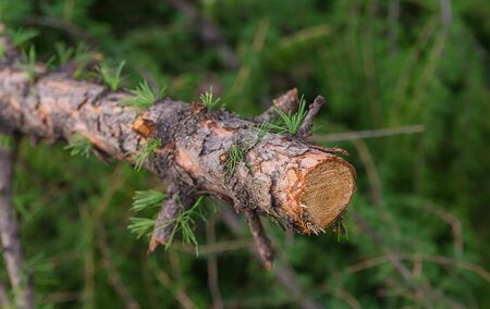 Trunk branch with knots spilled larch close-up with pattern ringsの写真素材